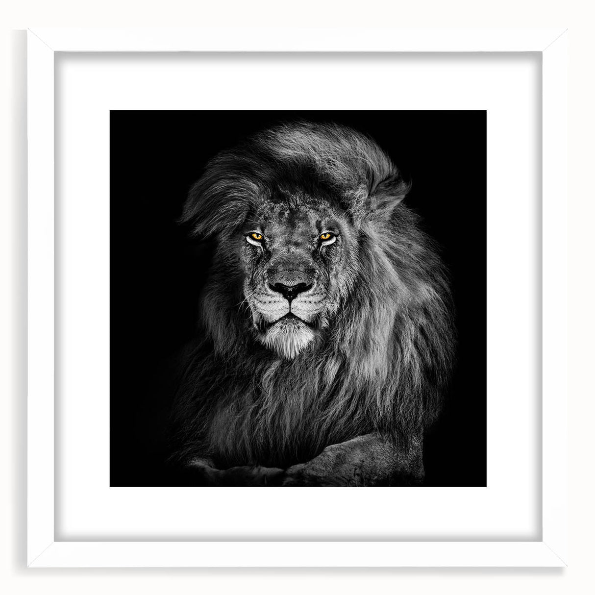 Framed wall art collection featuring a striking lion design in a white mat, showcasing intricate details and vibrant colors, perfect for animal lovers and home decor enthusiasts.