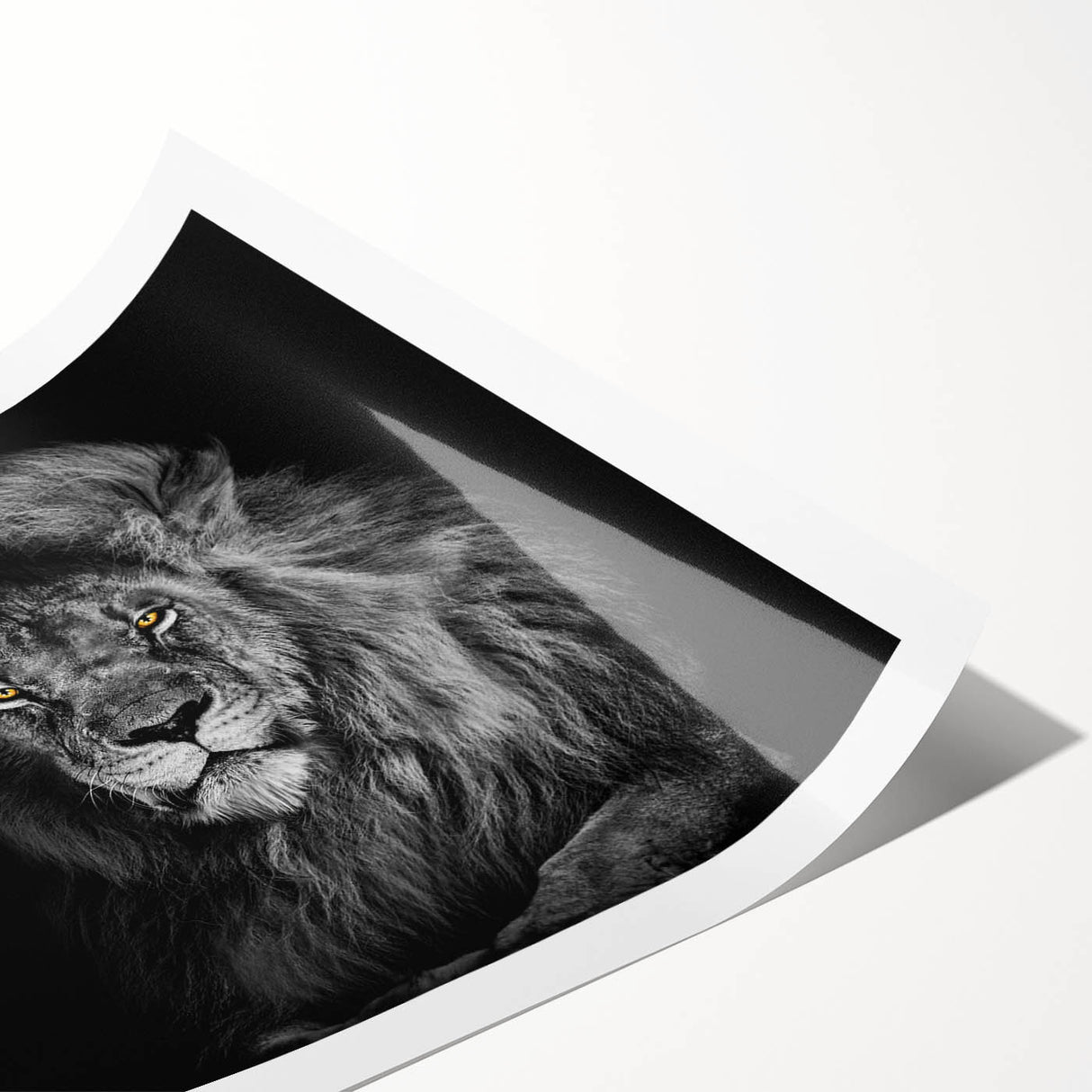 Vibrant rolled canvas print showcasing a striking lion design, ideal for wildlife enthusiasts, featuring rich colors and intricate details, packaged securely for easy display.