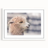 Llama and alpaca wall art framed print showcasing vibrant colors and detailed illustrations, perfect for adding a whimsical touch to home decor.