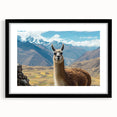 Framed wall art collection featuring a detailed illustration of a llama and alpaca in a natural setting, with a sleek black mat, ideal for animal lovers' decor.