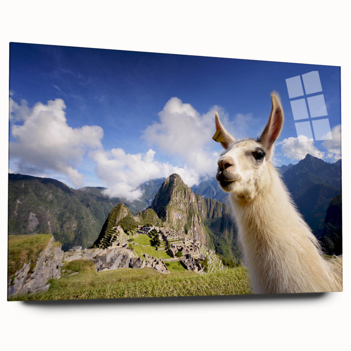 Side view of a sleek acrylic glass wall art piece depicting a llama and alpaca design, showcasing vibrant colors and intricate details, ideal for animal lovers.