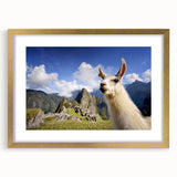 Framed wall art featuring a whimsical design of a llama and alpaca in vibrant colors, set in a gold frame with a mat, perfect for animal lovers' decor.