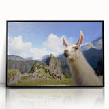 Framed wall art featuring a striking design of a llama and alpaca in a wild life theme, set against a sleek black frame, perfect for animal lovers' decor.