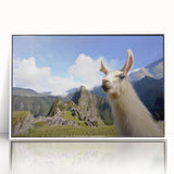 Framed wall art showcasing a whimsical llama and alpaca design in vibrant colors, set against a white background, perfect for adding a playful touch to home decor.