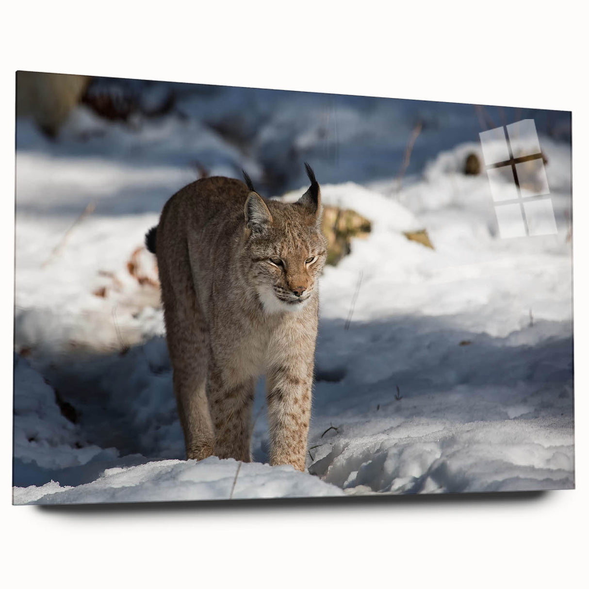 Acrylic glass wall art featuring a stunning lynx design, showcasing vibrant colors and intricate details, displayed from the side without pins, perfect for wildlife enthusiasts.