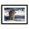 Lynx wall art framed in black with a mat, showcasing a detailed wildlife design, perfect for nature lovers and home decor enthusiasts. Ideal for adding a touch of elegance to any interior space.