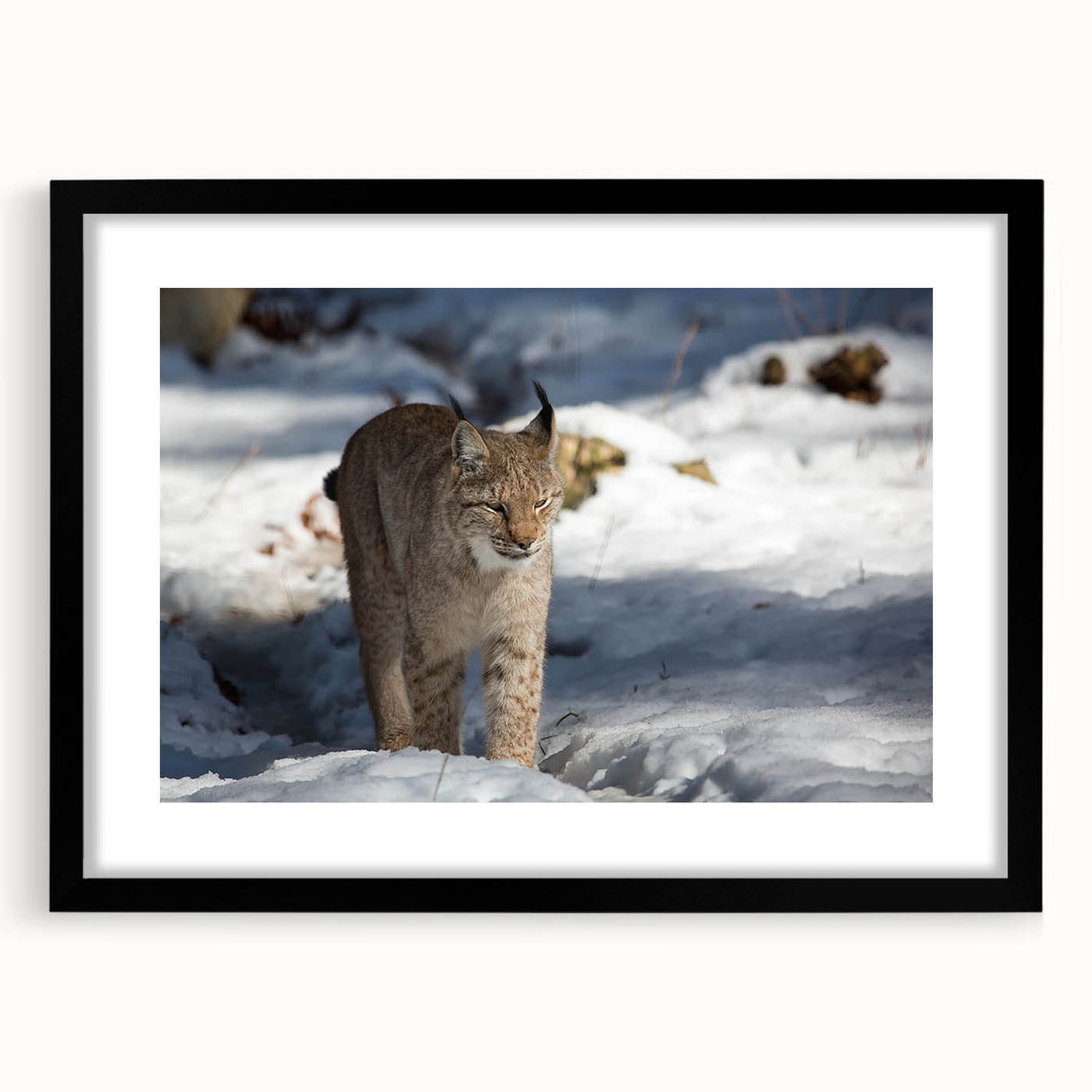 Lynx wall art framed in black with a mat, showcasing a detailed wildlife design, perfect for nature lovers and home decor enthusiasts. Ideal for adding a touch of elegance to any interior space.