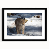 Lynx wall art framed in black with a mat, showcasing a detailed wildlife design, perfect for nature lovers and home decor enthusiasts. Ideal for adding a touch of elegance to any interior space.