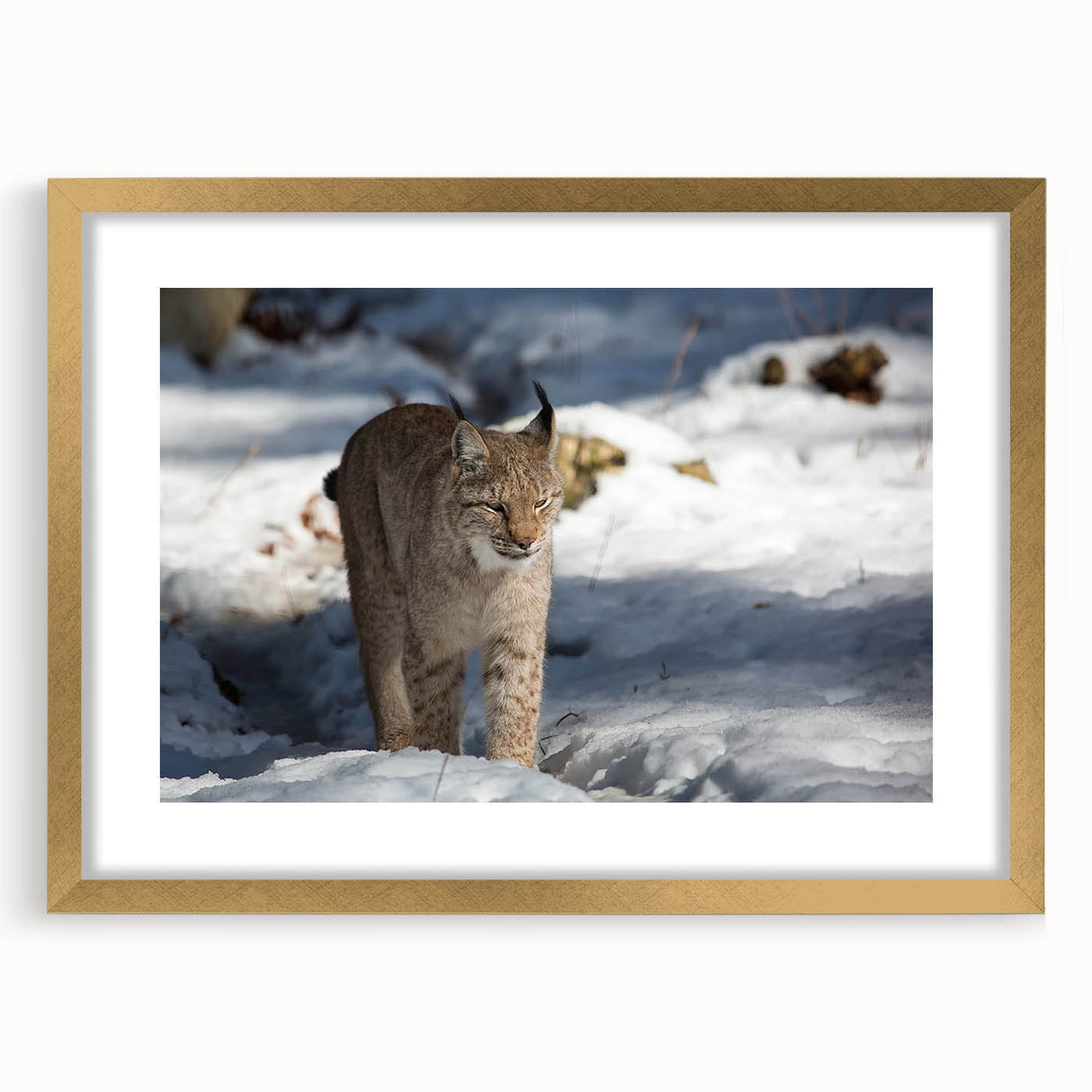Lynx wall art design in a stylish gold frame with matting, showcasing intricate details and vibrant colors, ideal for enhancing modern home decor.