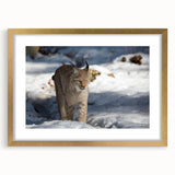 Lynx wall art design in a stylish gold frame with matting, showcasing intricate details and vibrant colors, ideal for enhancing modern home decor.