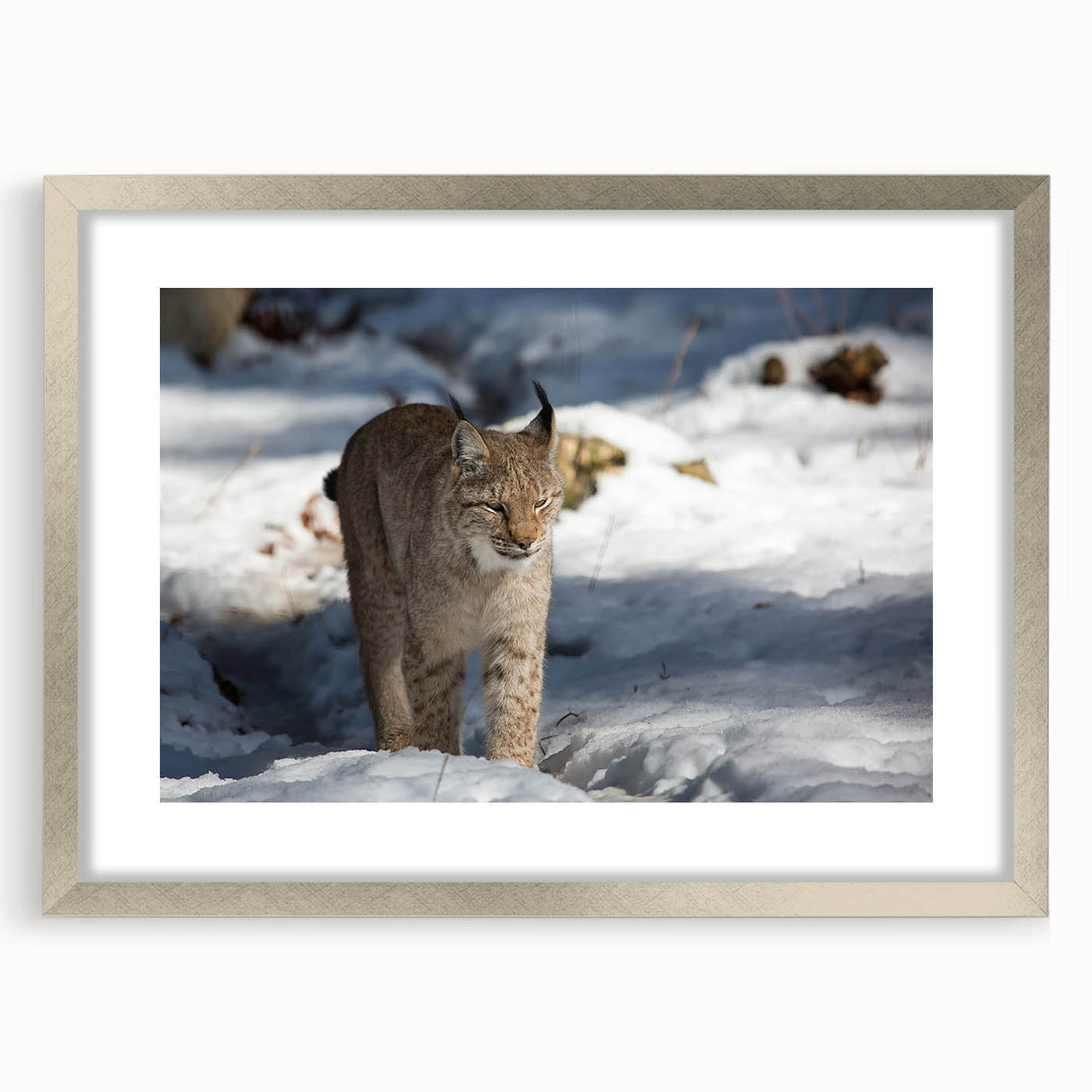 Lynx wall art design framed in silver with a mat, showcasing a detailed illustration of a lynx in a natural setting, ideal for wildlife enthusiasts' decor.