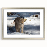 Lynx wall art design framed in silver with a mat, showcasing a detailed illustration of a lynx in a natural setting, ideal for wildlife enthusiasts' decor.