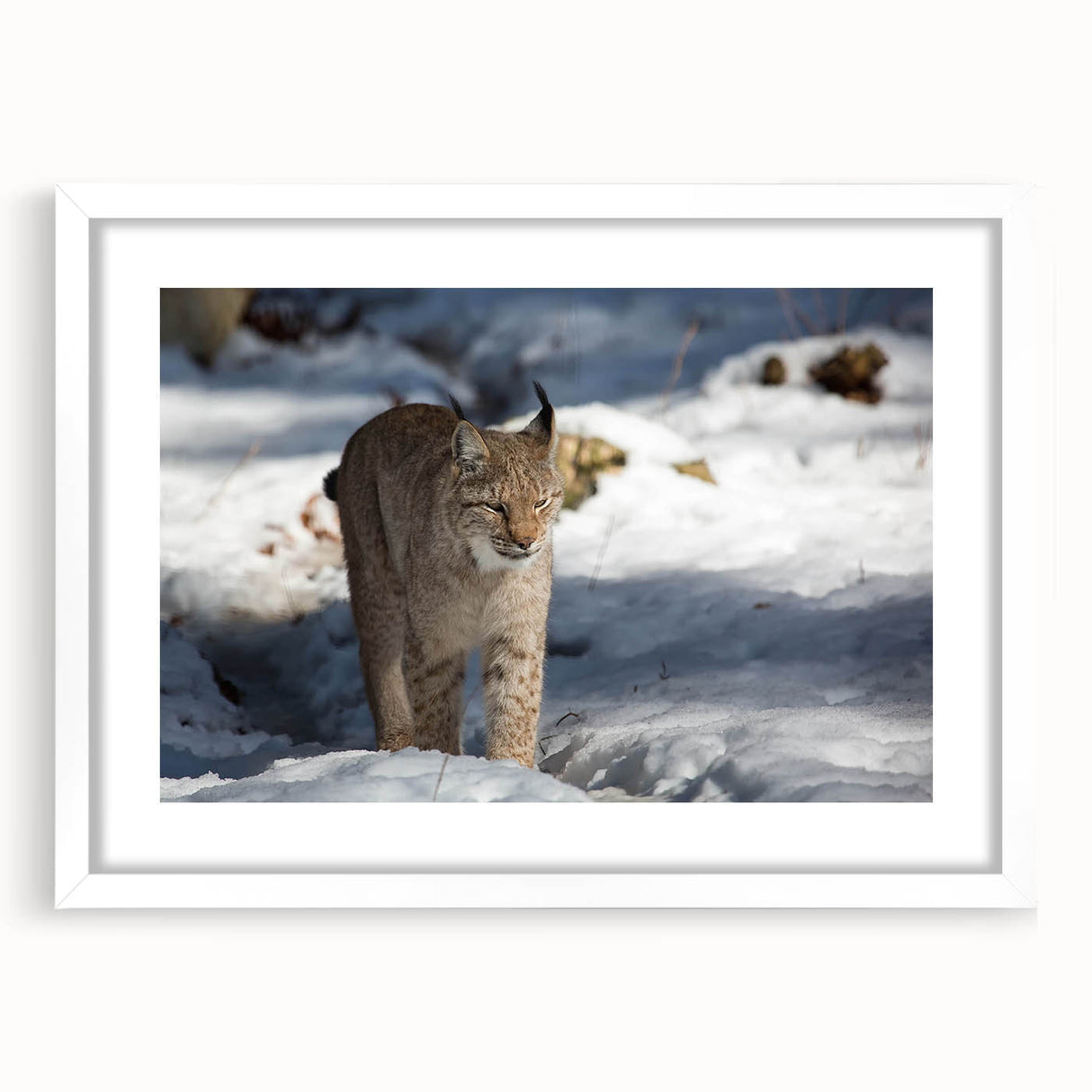 Lynx wall art design featuring a detailed illustration of a lynx in a natural setting, framed with a white mat, perfect for wildlife enthusiasts and home decor.