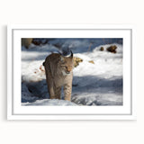 Lynx wall art design featuring a detailed illustration of a lynx in a natural setting, framed with a white mat, perfect for wildlife enthusiasts and home decor.