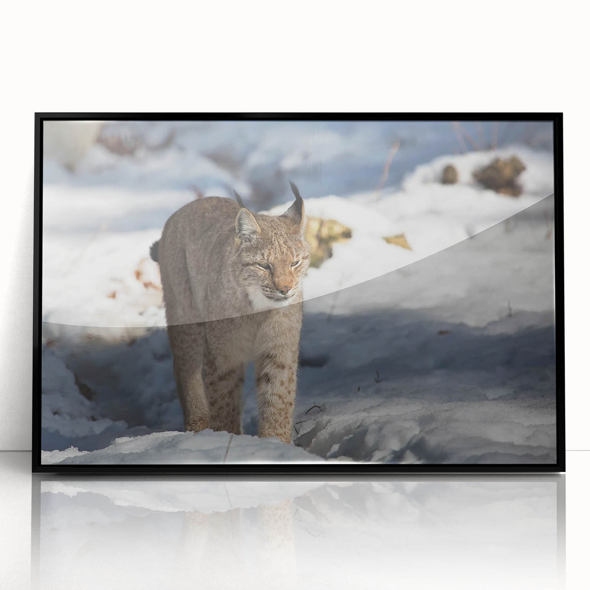 Framed acrylic wall art featuring a striking lynx design in a black frame, showcasing intricate details and vibrant colors, perfect for nature lovers and home decor enthusiasts.