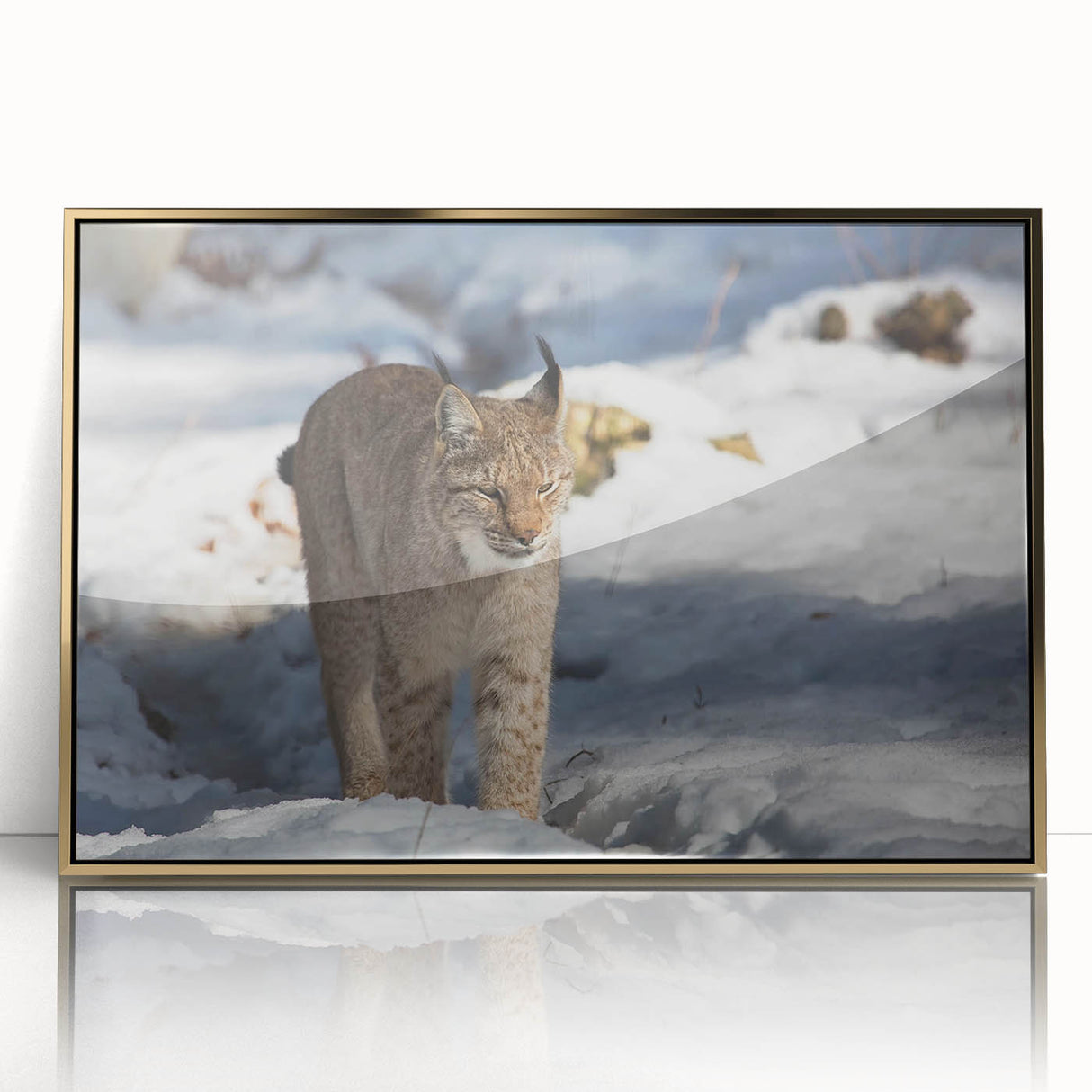 Framed wall art showcasing a stunning lynx design with intricate details, set in a gold-accented acrylic frame, perfect for wildlife enthusiasts.