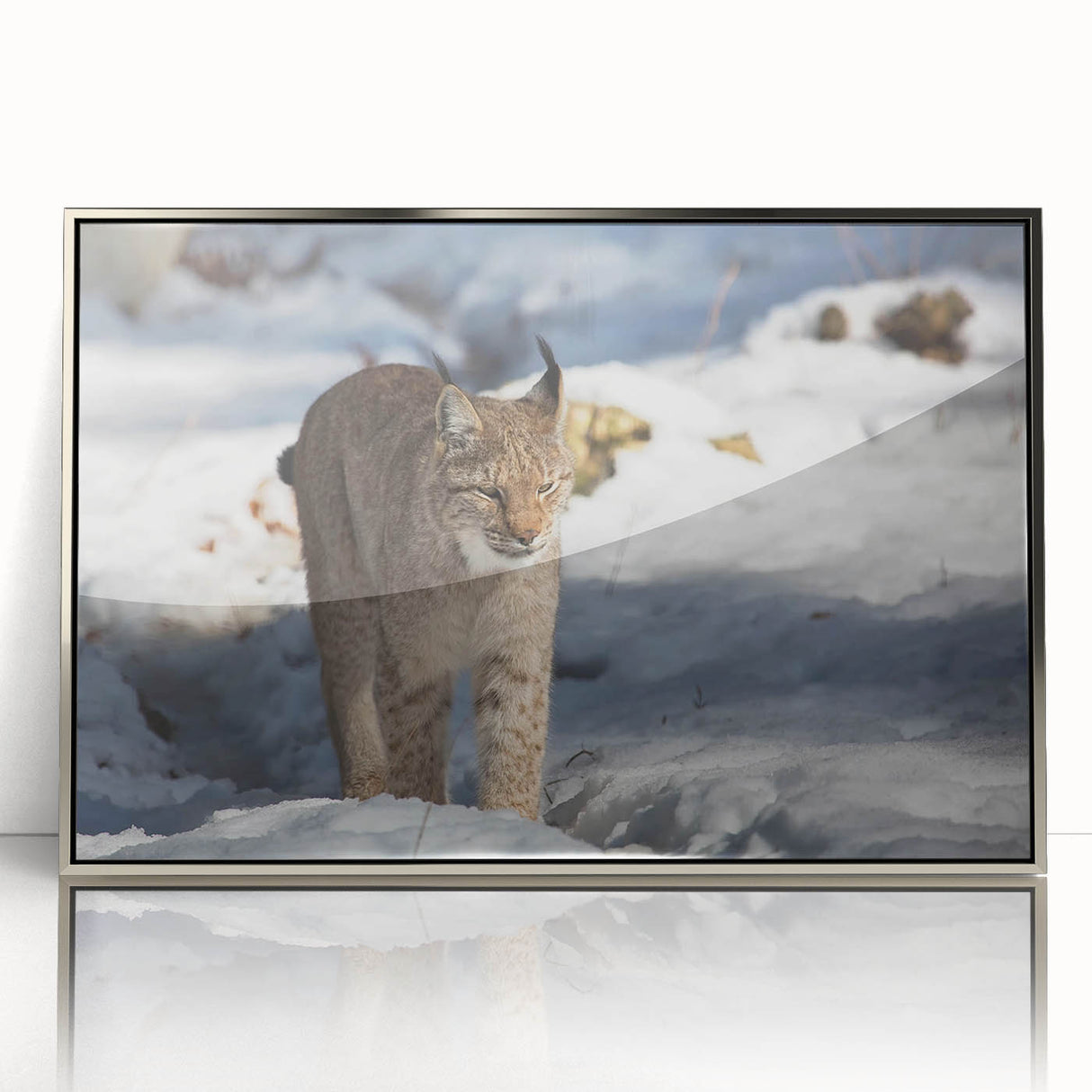 Framed acrylic wall art showcasing a striking lynx design, featuring vibrant colors and a sleek silver frame, perfect for animal lovers and home decor enthusiasts.