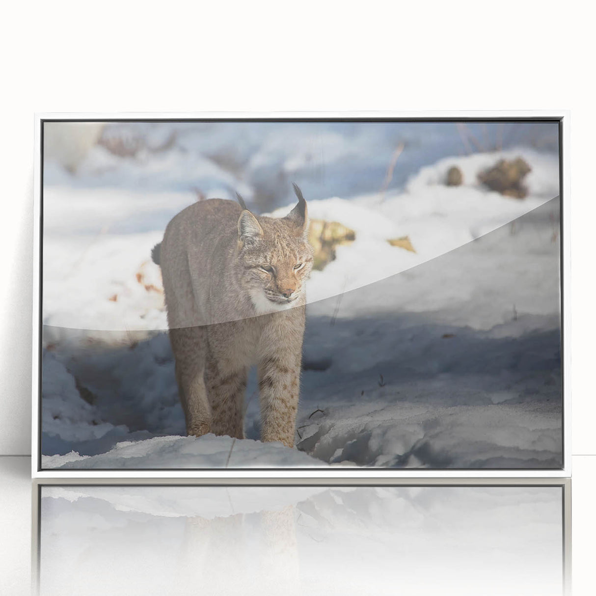 Framed wall art featuring a striking lynx design in a sleek white frame, showcasing vibrant colors and intricate detailing, perfect for animal lovers and home decor enthusiasts.
