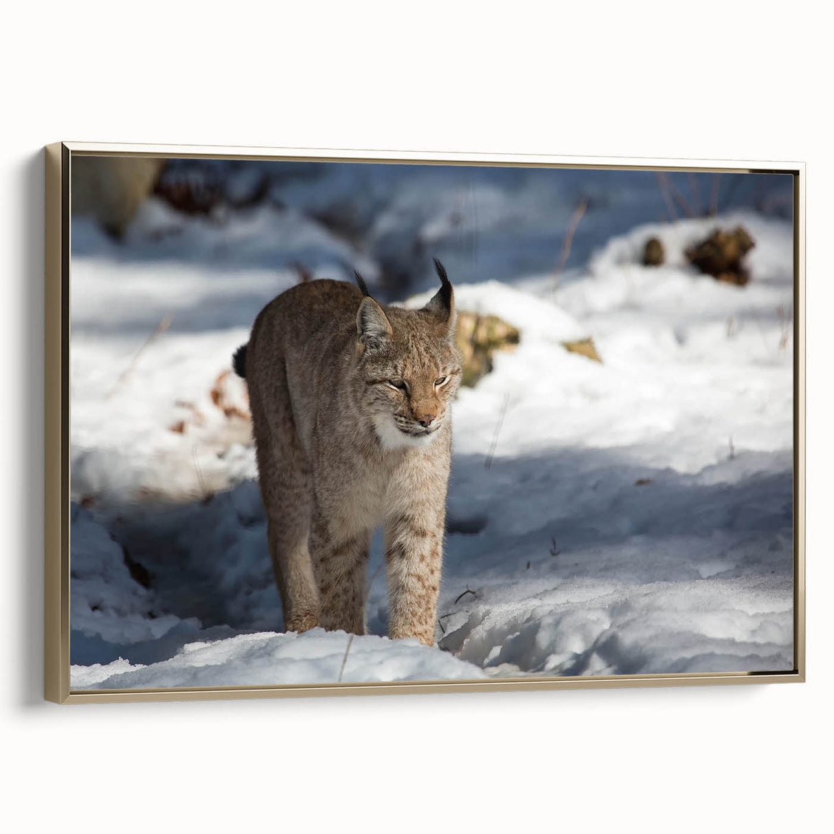 Framed canvas wall art showcasing a majestic lynx in a natural setting, highlighted by gold accents to enhance its beauty, perfect for wildlife enthusiasts.