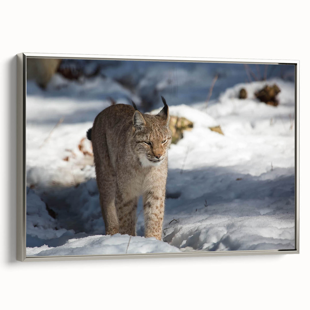 Lynx wall art design framed in silver, showcasing a detailed illustration of a wild lynx against a neutral backdrop, perfect for home decor enthusiasts.
