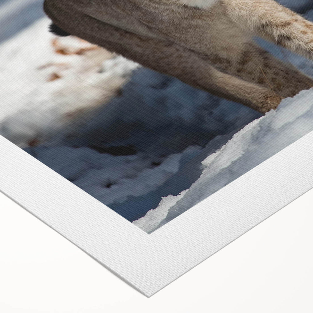 Lynx design wall art on rolled canvas, showcasing a detailed illustration of a lynx in a natural setting, perfect for wildlife enthusiasts and home decor.