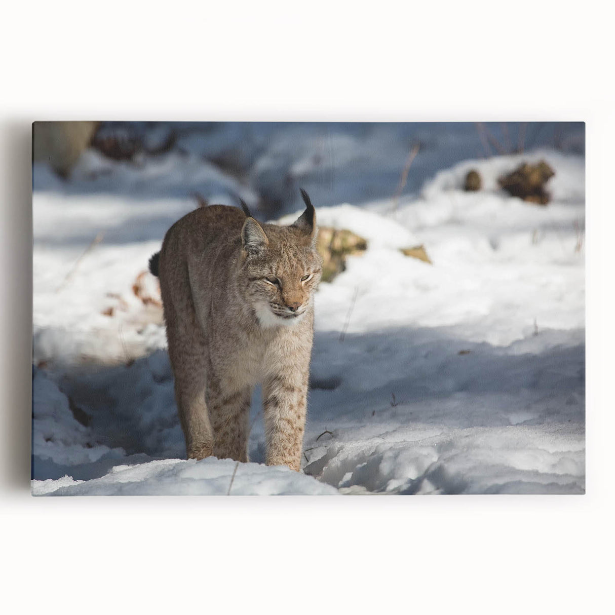 Lynx wall art design on stretched canvas, showcasing a detailed front view of the wild cat in natural colors, perfect for animal lovers and home decor.