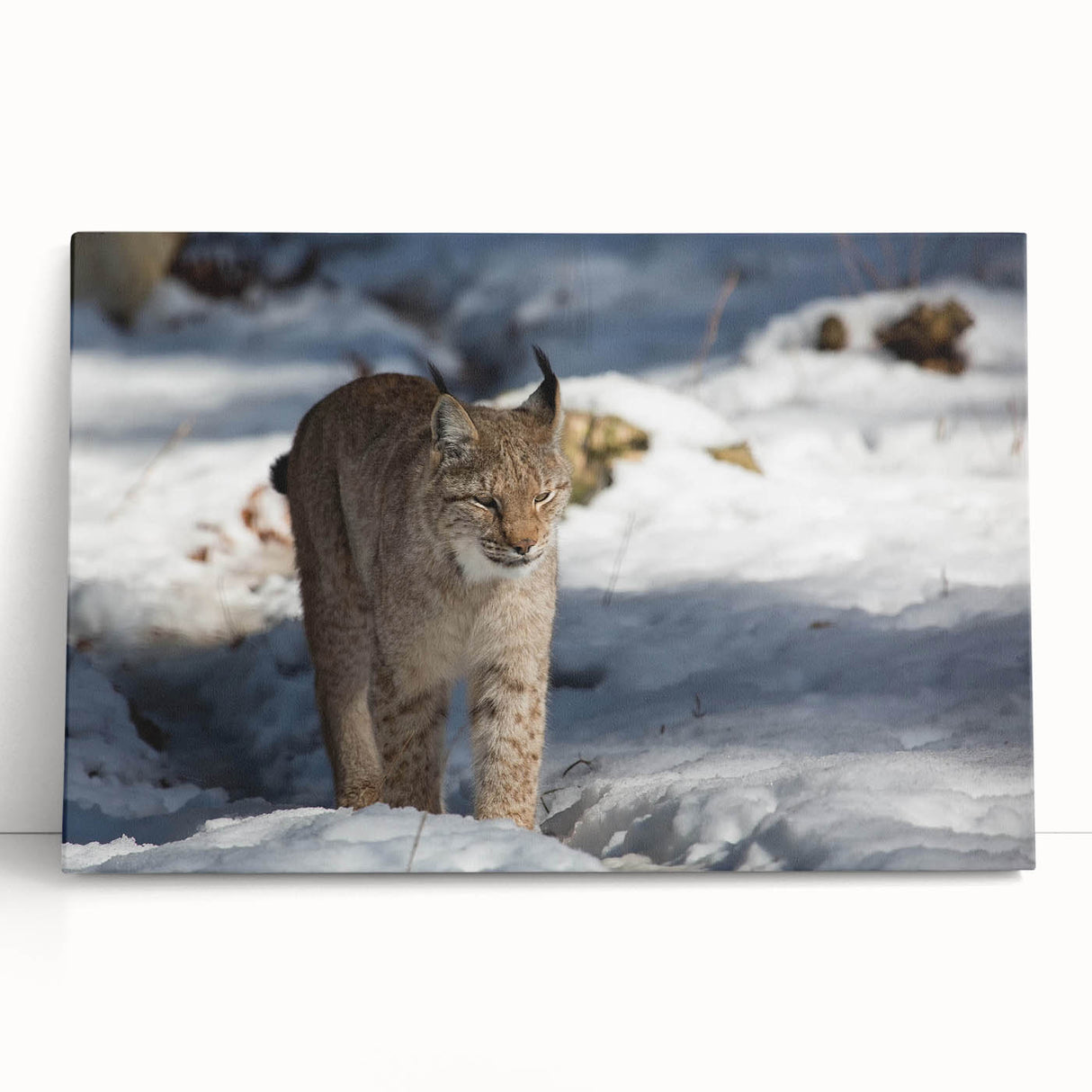 Lynx wall art design on stretched canvas, showcasing a vibrant, detailed depiction of a wild lynx amidst a natural landscape, ideal for wildlife enthusiasts' decor.