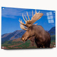 Side view of a striking acrylic glass wall art piece showcasing a moose and elk design, featuring vibrant colors and intricate details, ideal for wildlife enthusiasts.
