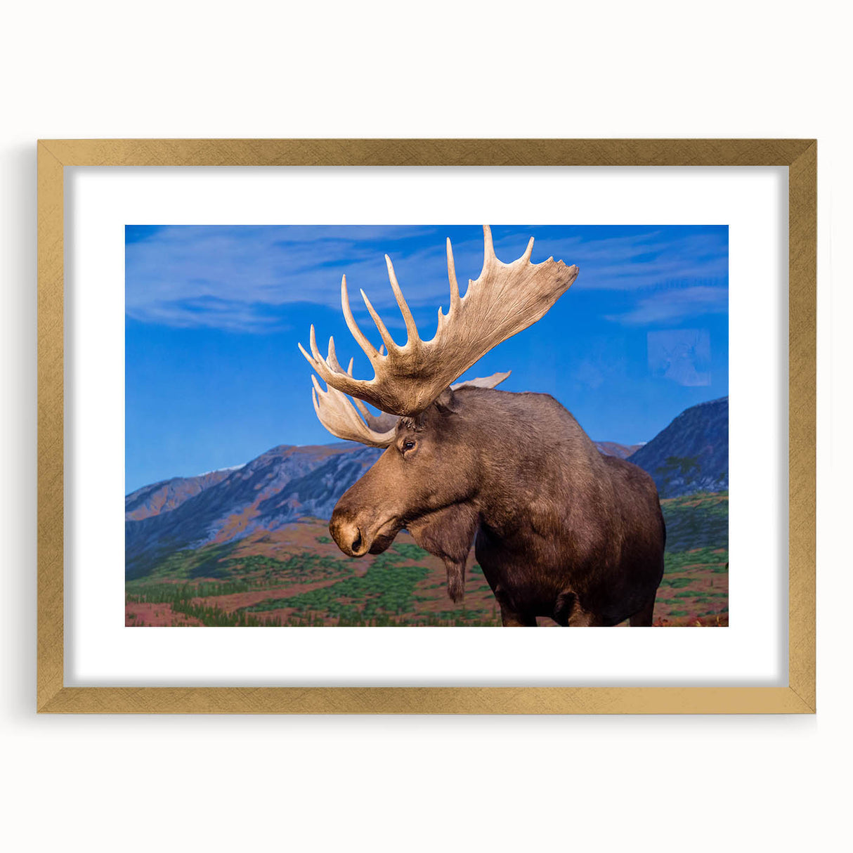 Framed wall art showcasing a moose and elk design, featuring a gold mat and modern frame, ideal for wildlife enthusiasts and home decor lovers.