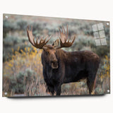 Moose and elk wall art collection displayed in a sleek acrylic frame, showcasing vibrant nature designs, ideal for wildlife enthusiasts and home decor.