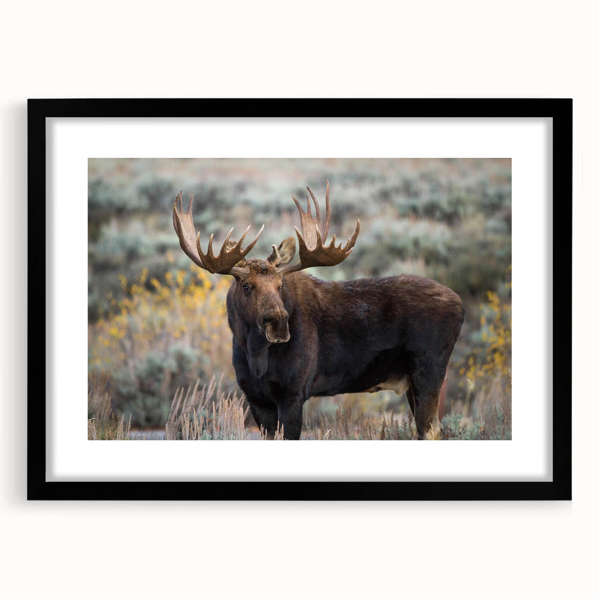 Black-framed wall art showcasing a moose and elk design, part of a 12-piece wildlife collection, ideal for nature-themed decor. Perfect for animal lovers.