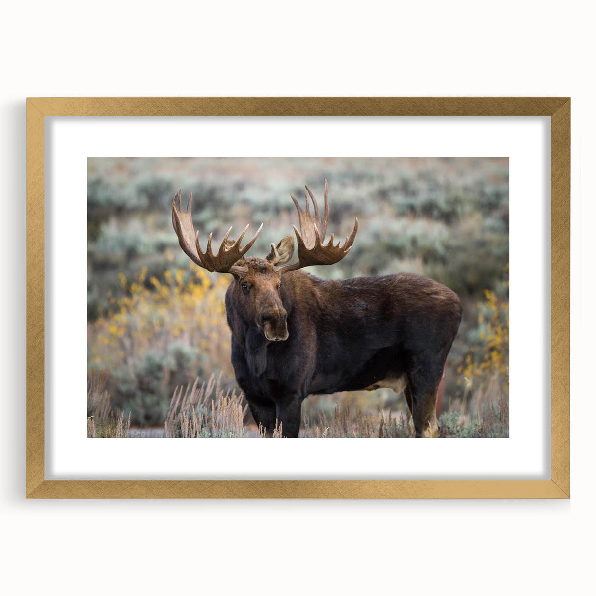 Framed moose and elk wall art collection showcasing detailed wildlife designs in a gold frame with mat, perfect for nature-inspired home decor.