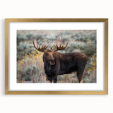 Framed moose and elk wall art collection showcasing detailed wildlife designs in a gold frame with mat, perfect for nature-inspired home decor.