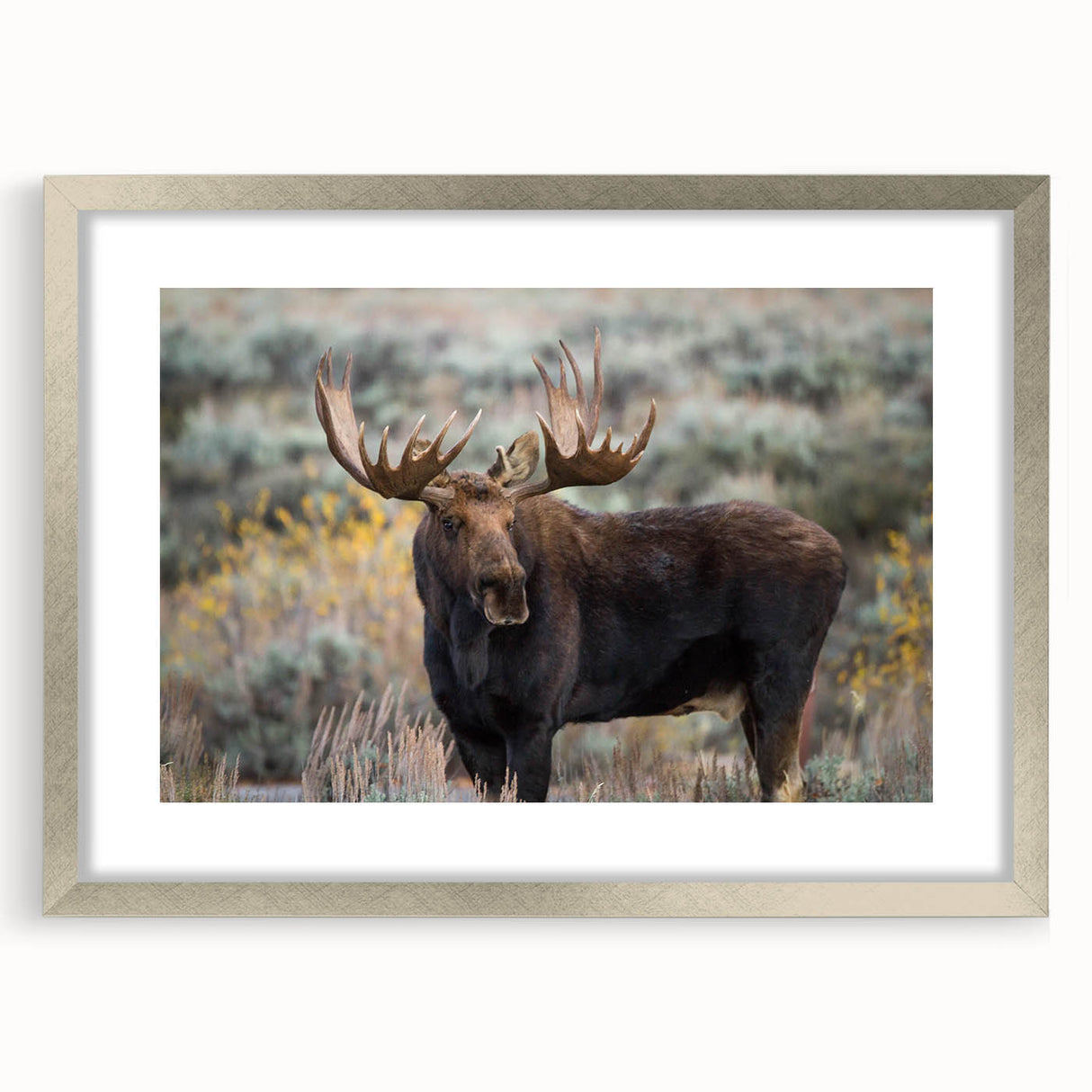 Framed wall art collection showcasing a moose and elk design, featuring a sleek silver frame and mat, ideal for enhancing rustic or wildlife-themed decor.