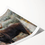 Moose and elk wall art collection featuring vibrant wildlife designs on a rolled print, ideal for nature enthusiasts and home decor, showcasing detailed illustrations.