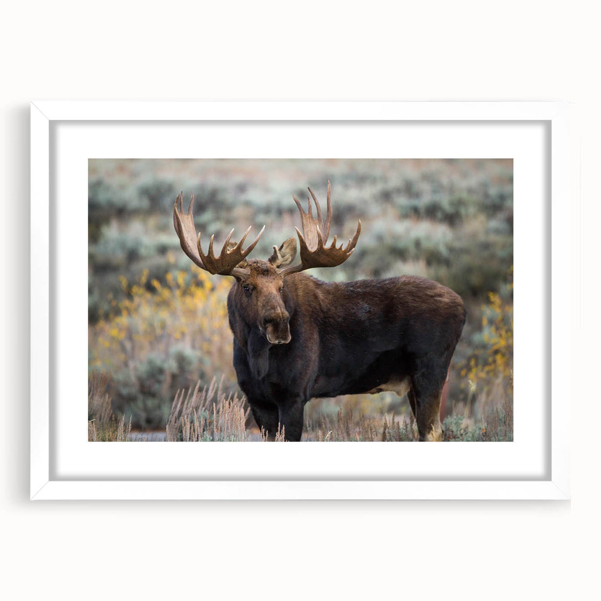 Framed wall art showcasing a moose and elk design, featuring a white mat and sleek frame, perfect for nature-themed home decor. Ideal for wildlife enthusiasts.