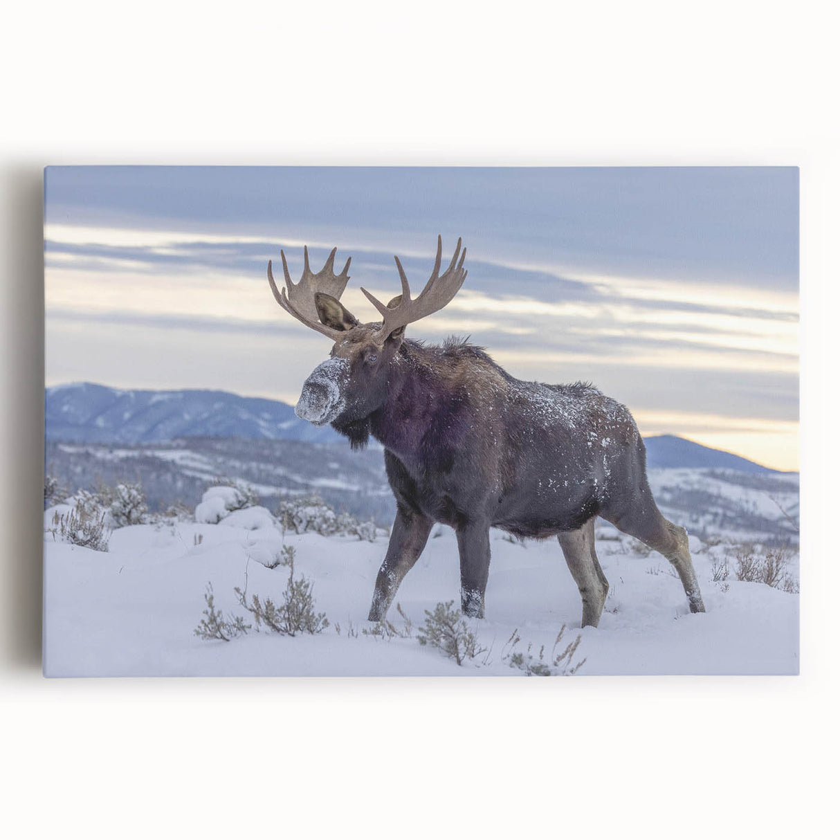 Stretched canvas wall art featuring a striking moose and elk design, showcasing vibrant colors and intricate details against a natural backdrop, perfect for wildlife enthusiasts.