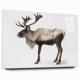 Moose and elk wall art collection featuring a striking acrylic glass design, showcasing wildlife in rich colors and detailed textures, ideal for nature enthusiasts.