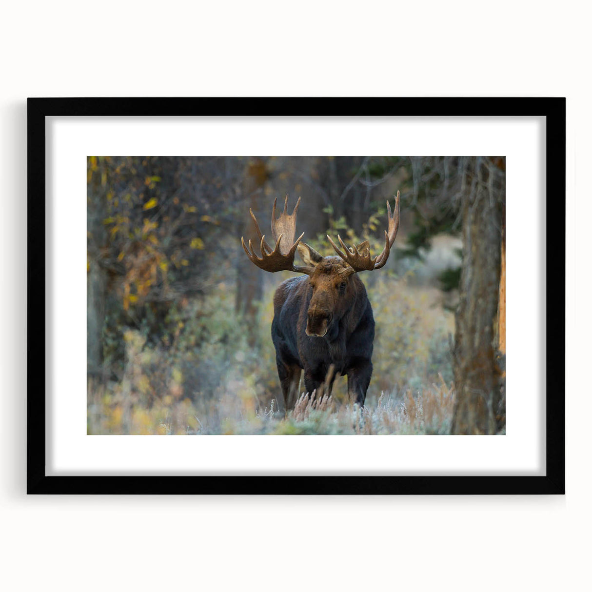 Moose and elk-themed wall art collection framed with a black mat, showcasing intricate wildlife designs, ideal for nature enthusiasts and home decor.