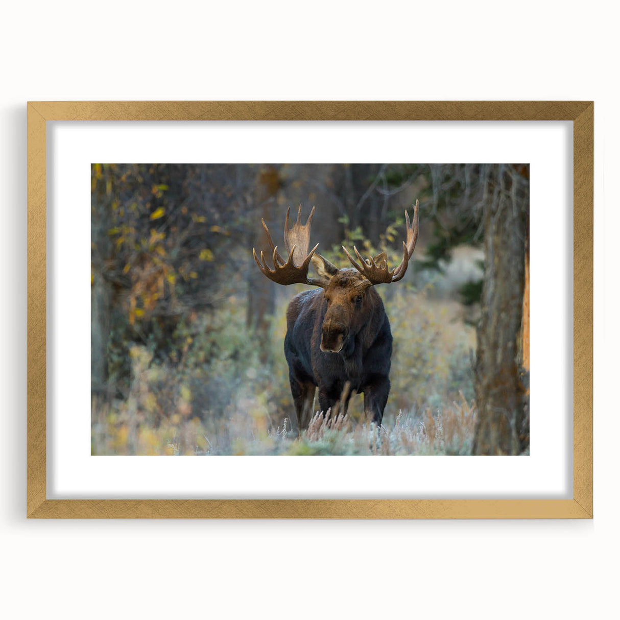 Framed wall art featuring a moose and elk design in a gold frame with a mat, showcasing wildlife themes perfect for nature enthusiasts' decor.