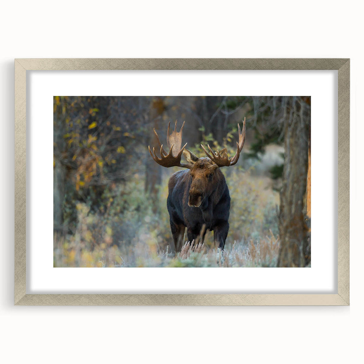 Framed wall art collection featuring a moose and elk design in a silver frame with matting, showcasing intricate wildlife illustrations ideal for nature enthusiasts.