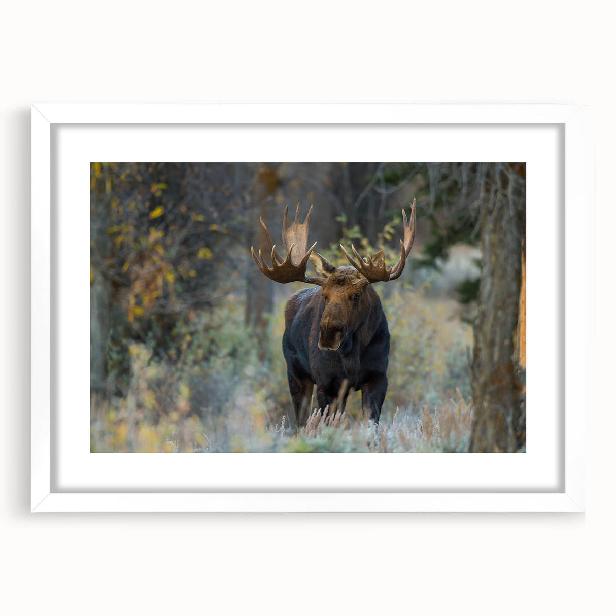 Moose and elk wall art collection framed in white with matting, showcasing intricate wildlife designs ideal for nature-themed decor. Perfect for animal lovers.