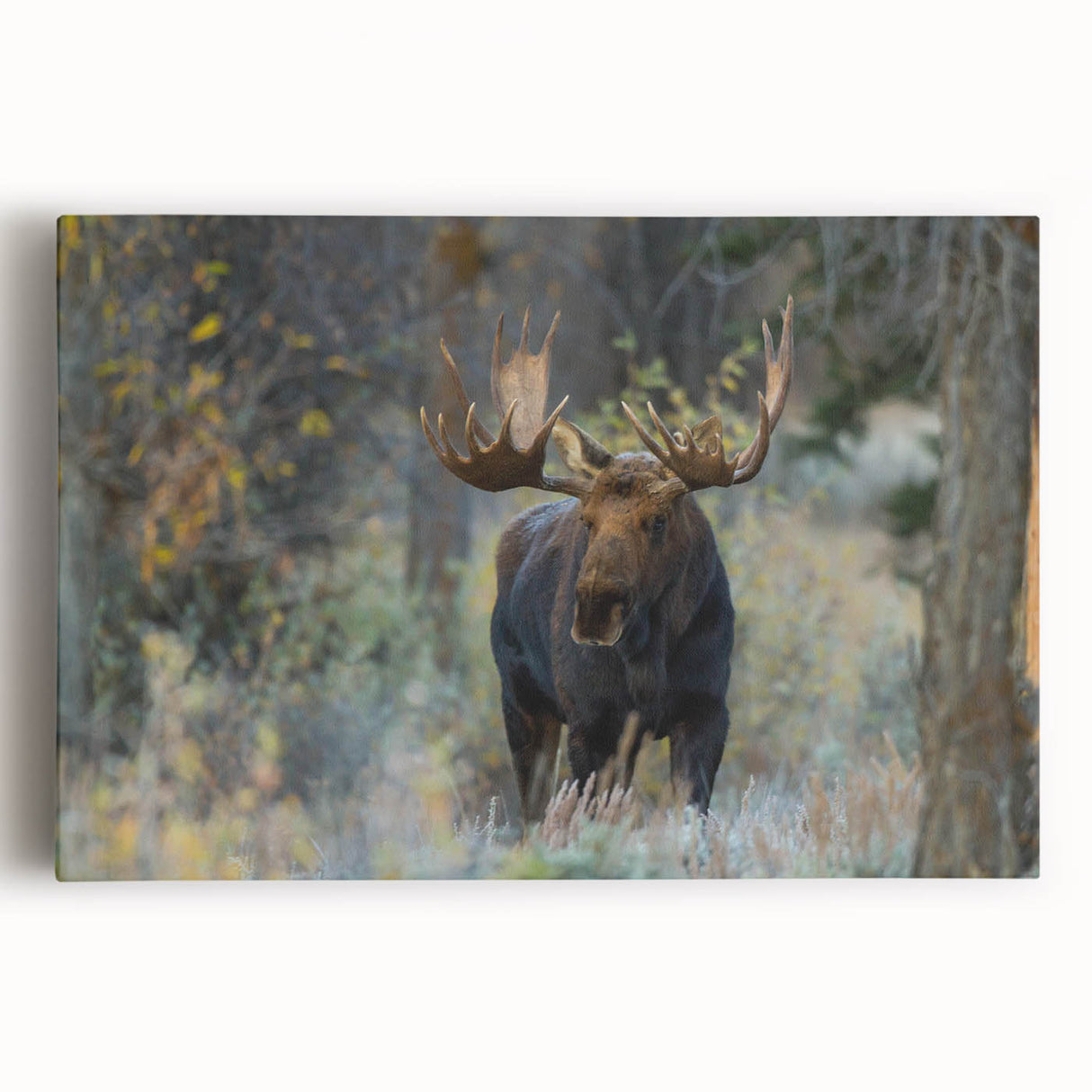 Moose and elk design stretched canvas wall art collection showcasing detailed wildlife illustrations in natural colors, perfect for nature-themed home decor.
