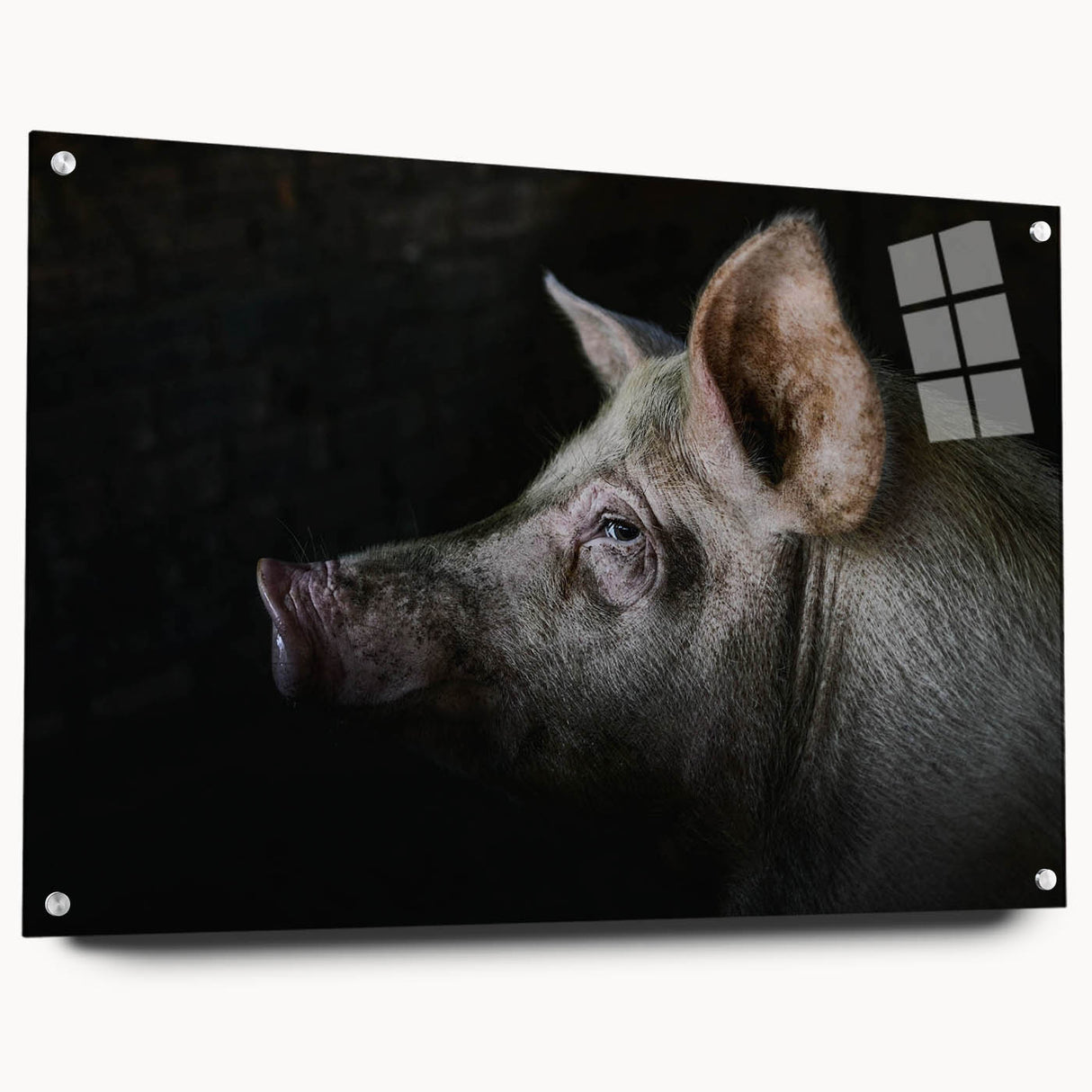 Acrylic glass wall art featuring a whimsical pig design from the Animals A Wild Life collection, shown in side view with decorative pins for easy hanging.