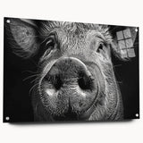 Acrylic glass wall art showcasing a whimsical pig design from the "Animals of the Wild" collection, featuring vibrant colors and a sleek side view, perfect for modern decor.
