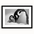 Framed wall art showcasing a charming penguin design from the Animals & Wildlife collection, featuring a sleek black frame and white mat, ideal for modern decor.