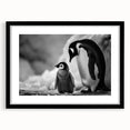 Framed wall art collection featuring a stylish penguin design with a black frame and mat, ideal for enhancing modern home decor with a wildlife theme.