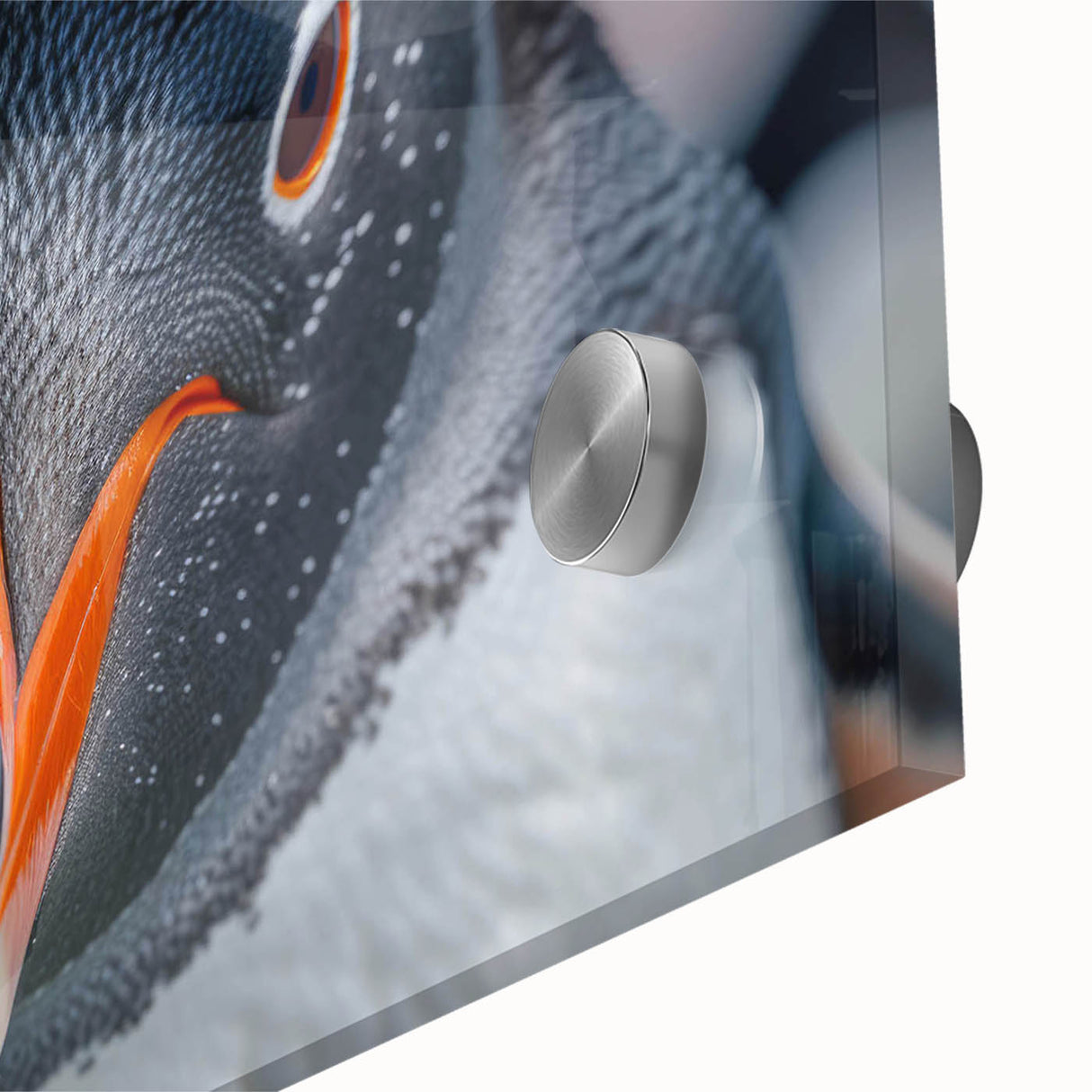 Close-up view of a penguin wall art design printed on acrylic glass, showcasing vibrant colors and intricate details, perfect for animal lovers and home decor enthusiasts.