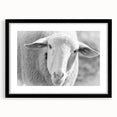 Sheep-themed wall art design framed in black, showcasing a vibrant illustration of a sheep in a natural setting, ideal for nature lovers and home decor enthusiasts.