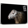 Acrylic wall art featuring a side view of a sheep design from the 'Animals of Wild Life' collection, showcasing vibrant colors and intricate details, ideal for animal lovers.
